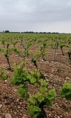 Finca Rústica - Viñas con balsa regadío