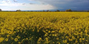 Se vende finca de regadio  en Valladolid