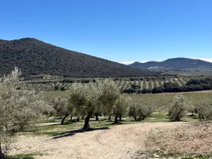 Finca de olivos riego