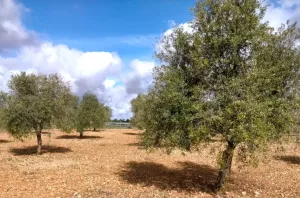 Parcela de olivos de secano de 13.831 m2