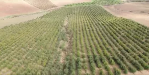 OLIVAR SUPERINTENSIVO