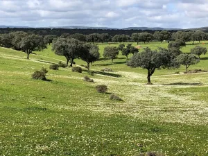 FINCA GANADERA , AGRICOLA Y CINEGETICA