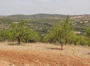 PRECIOSA FINCA DE 367 HECTAREAS EN ALBACETE