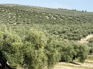 Olivar Monte Lope (Martos)