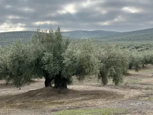 Olivar Monte Lope (Martos)