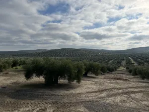 Olivar Monte Lope (Martos)