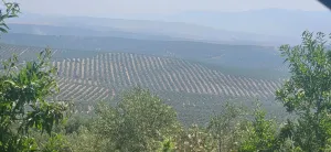 finca de olivos