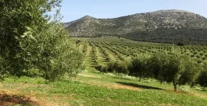 FINCA REGADÍO OLIVAR