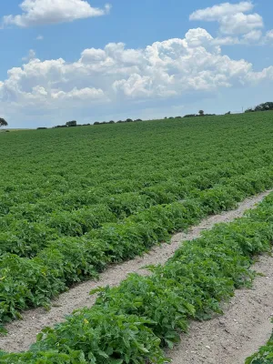 Venta Finca Riego Jerez de la Frontera