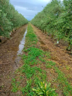 SE VENDE OLIVAR DE REGADIO