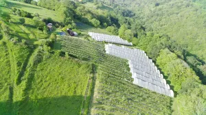 PLANTACIÓN ECOLOGICA DE ARÁNDANOS