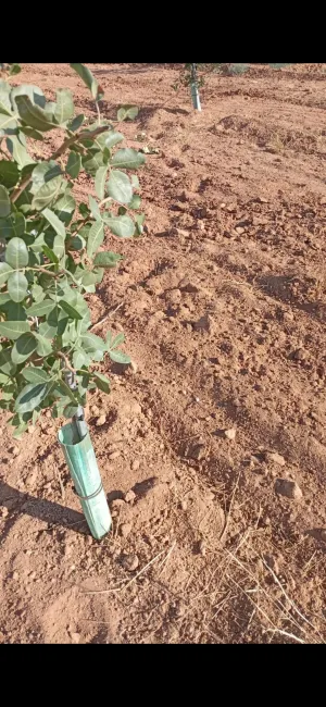 Finca de pistachos en Socuéllamos