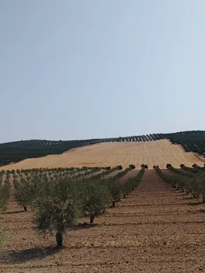 Finca rústica 14,4 hectáreas Las Lomas Íllora