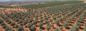 FINCA MIXTA ALMENDROS - OLIVAR