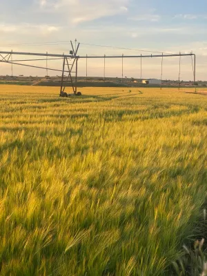 Finca agrícola de riego cerca de Albacete