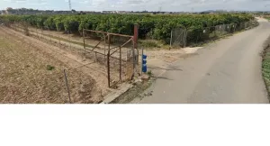 venta de 1,8 ha de navelinos en paterna