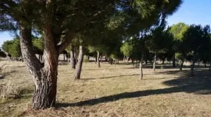 Finca de 10 Has en Avila (El Bohodon)