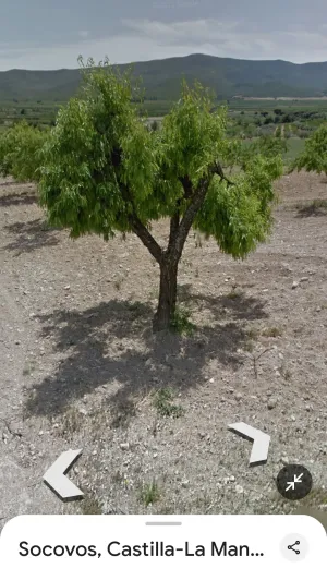 Almendros en producción ecológica