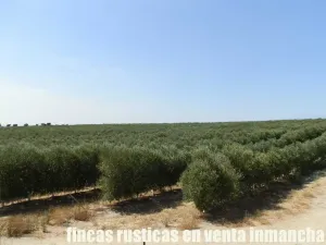 finca en venta 20 has. olivar regadío Toledo