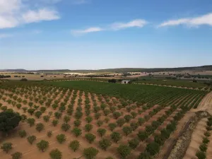Finca Agricola Viñedo y Almendra