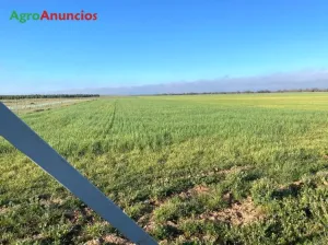 Venta de Finca agrícola 550h en Toledo