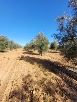 Finca de 400 hectáreas secano labor