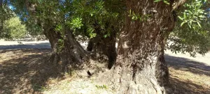 Venta olivos centenarios picual