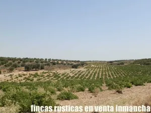finca en venta 70 has. labor olivar riego