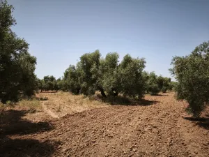 Particular vende olivar en Alameda (Málaga)