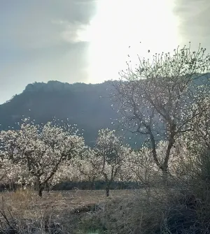 VENTA FINCA SECANO PRODUCCION ECOLÓGICA