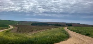 Finca rústica de viñedo en Nava del rey