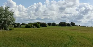 Fincas rústicas en Anchuelo
