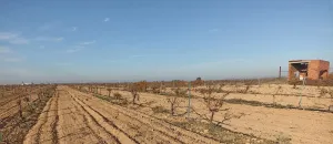 Finca en venta de 9 ha en Tomelloso