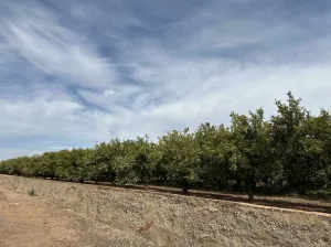Finca  de Clemenules