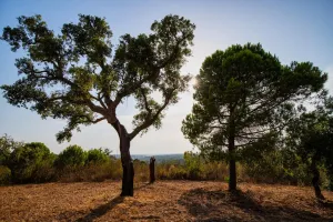 Finca en Melides Grândola , Setúbal Portugal