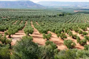 FINCA OLIVAR REGADÍO EN BAILÉN
