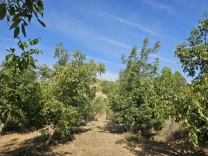 Finca rústica de cultivo en Gandesa
