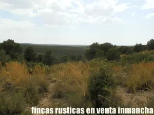finca en venta 464 has. labor monte Albacete