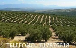 SE VENDE FINCA DE OLIVAR DE 15 ARANZADAS