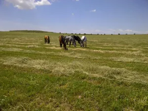 VENTA 18 HECTAREAS CON RIEGO PARA LEÑOSOS