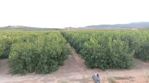 FINCA DE REGADÍO DE LIMONEROS EN MULA