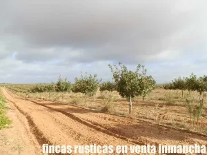 finca en venta 22 has. Pistacho-Labor riego
