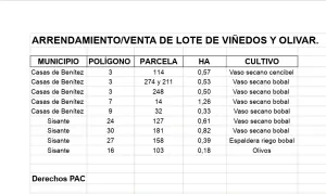 PARCELAS DE VIÑEDOS