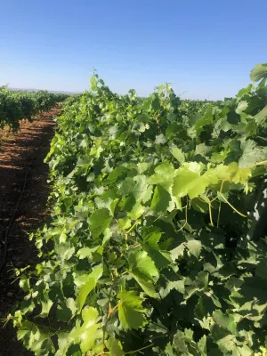 [gestifincarustica] - viñedo en espaldera