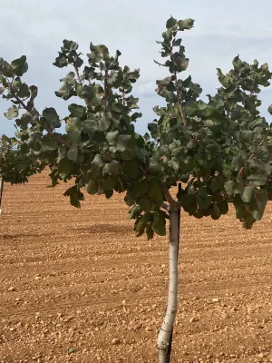 [gestifincarustica] - Tierra plantada de pist