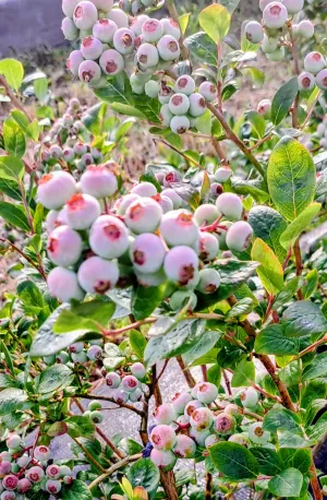 🌟 Finca de Arándanos
