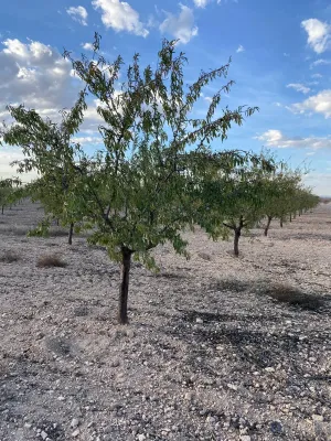 [gestifincarustica] - almendros regadio