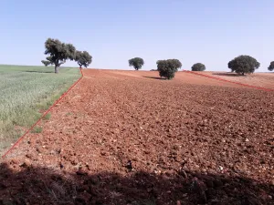 12 Has secano Barregas (a 12 km de Salamanca)
