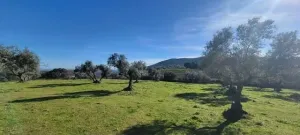 Finca Rústica de 228ha en venta