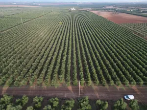 Olivar Superintensivo regadio 8,4 has